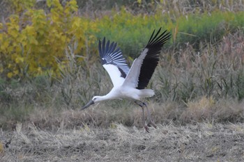 コウノトリ 渡良瀬遊水地 2020年11月24日(火)