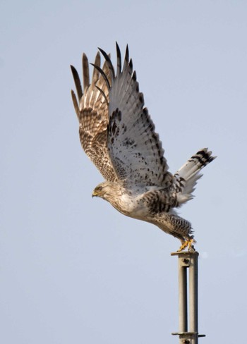 Rough-legged Buzzard 河北潟 Sat, 2/7/2015