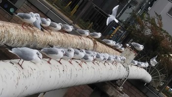 Vega Gull 尼崎 Wed, 11/25/2020