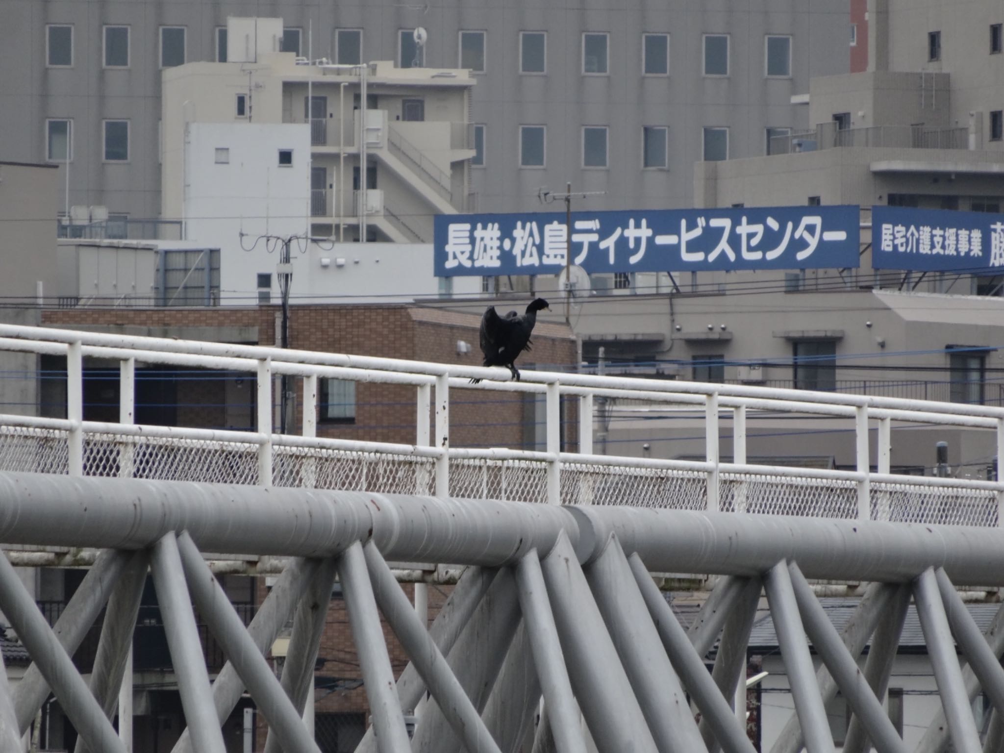 浅川 (八王子) カワウの写真 by ツピ太郎