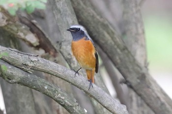 ジョウビタキ 東京港野鳥公園 2016年10月19日(水)