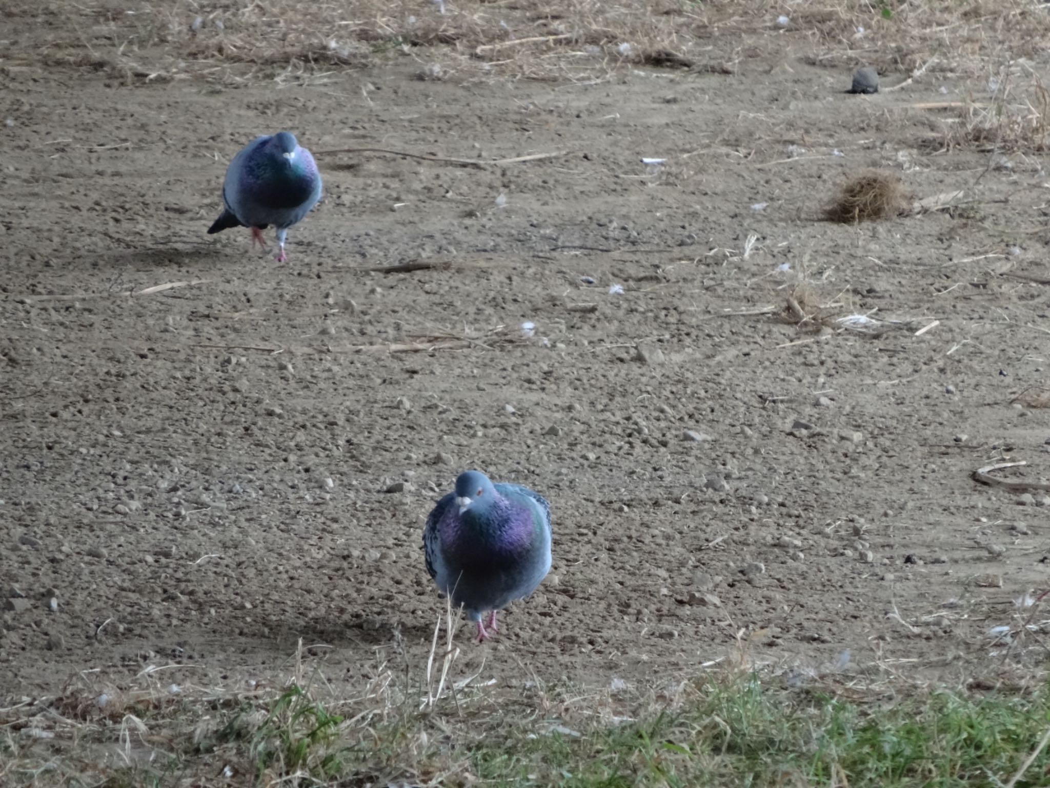 カワラバト