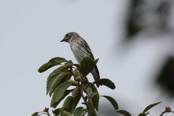 Grey-streaked Flycatcher Tokyo Port Wild Bird Park Wed, 10/19/2016