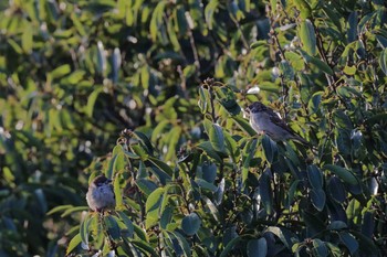 スズメ 東京港野鳥公園 2016年10月16日(日)