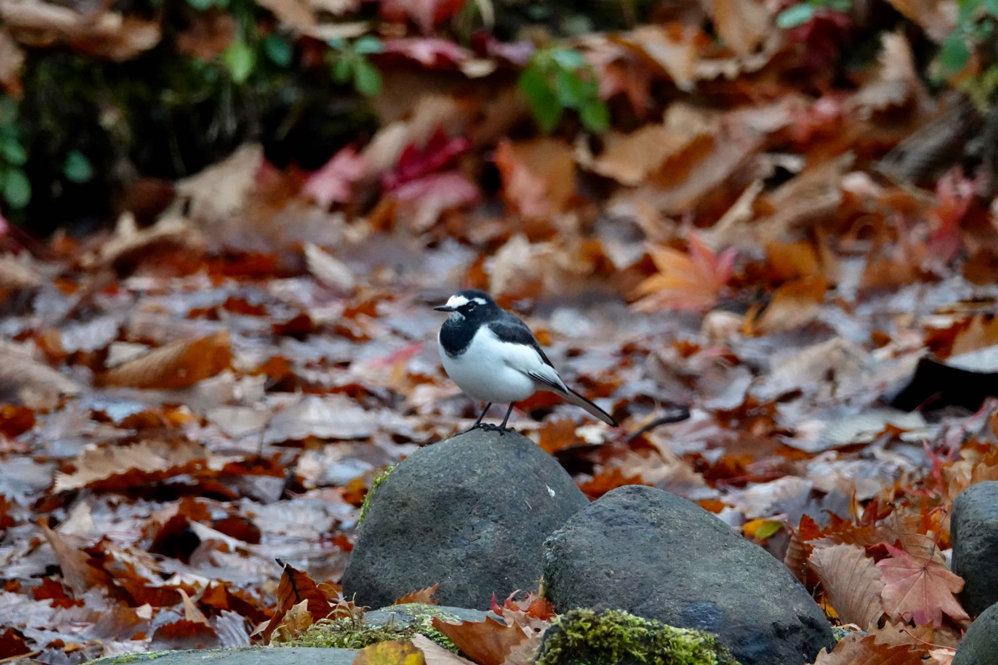 北大研究林(北海道大学苫小牧研究林) セグロセキレイの写真 by のどか