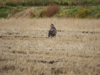 2020年11月21日(土) 蕪栗沼の野鳥観察記録