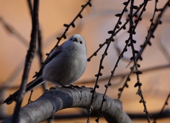 Long-tailed tit(japonicus) Asahiyama Memorial Park Wed, 11/25/2020