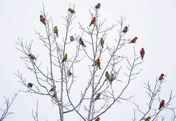 Red Crossbill 西湖 Tue, 11/24/2020