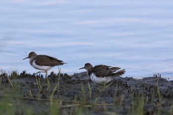 Common Sandpiper Tokyo Port Wild Bird Park Sun, 10/16/2016