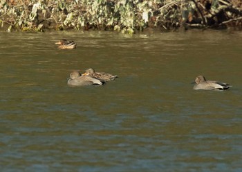 Gadwall 愛知県 Sat, 11/21/2020