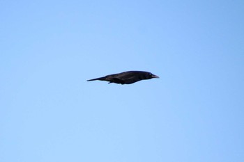 Carrion Crow 滋賀県 Tue, 11/24/2020