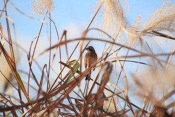 Meadow Bunting 滋賀県 Tue, 11/24/2020