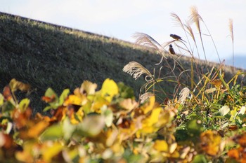 Meadow Bunting 滋賀県 Tue, 11/24/2020