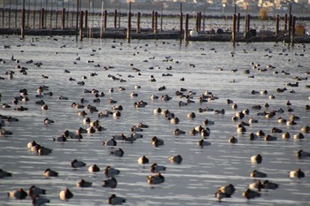 Common Pochard 琵琶湖 Tue, 11/24/2020