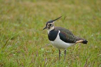 Northern Lapwing 埼玉県吉川市 Wed, 11/25/2020