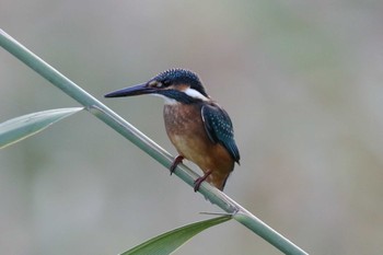 Common Kingfisher Tokyo Port Wild Bird Park Sun, 10/16/2016