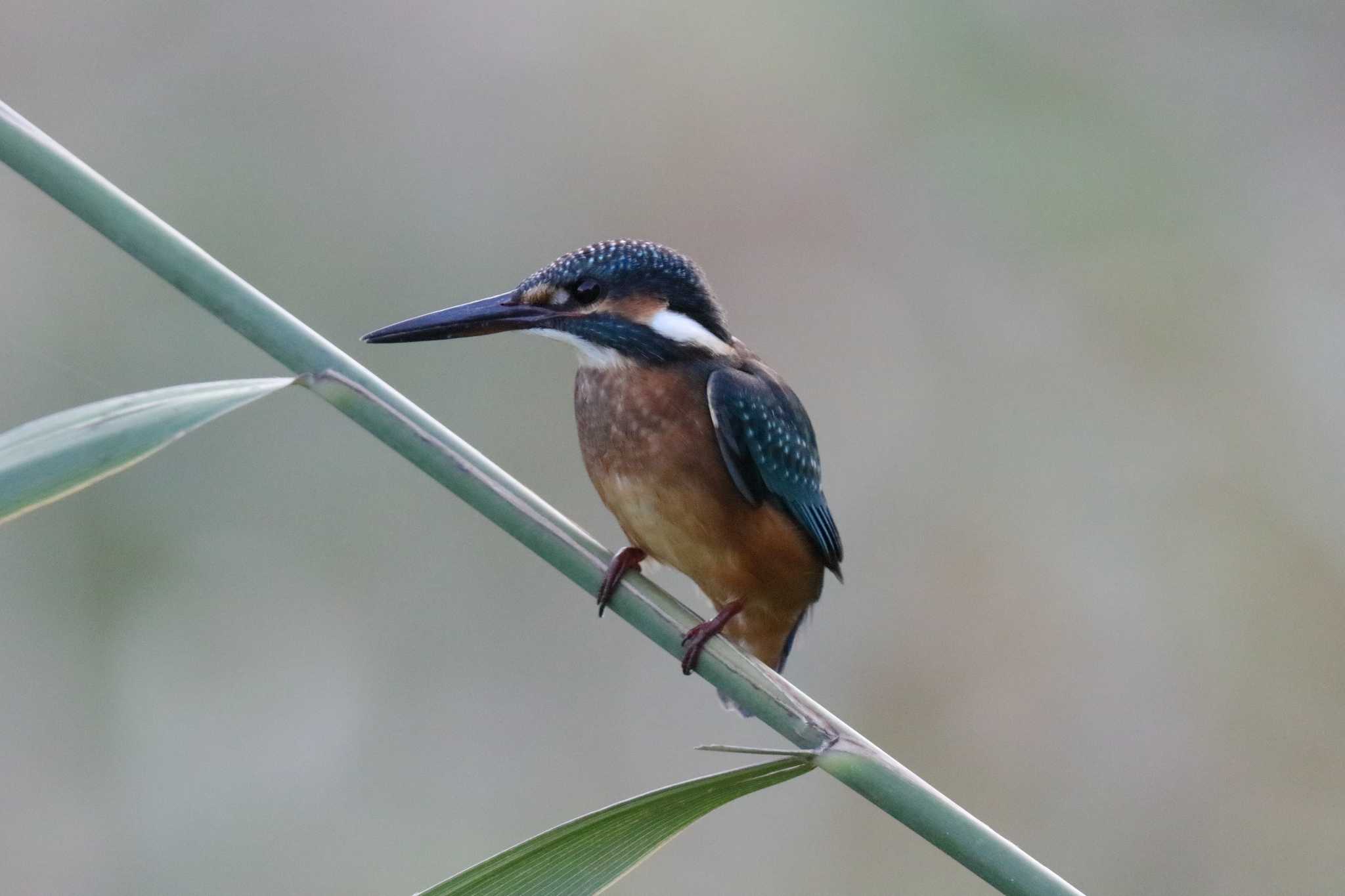 東京港野鳥公園 カワセミの写真 by ぴっぴ