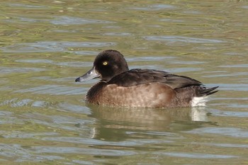 Baer's Pochard 勅使池(豊明市) Wed, 11/25/2020