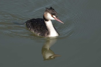 Great Crested Grebe 勅使池(豊明市) Wed, 11/25/2020