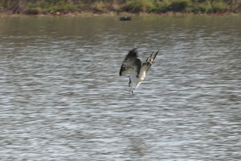 Osprey 勅使池(豊明市) Wed, 11/25/2020