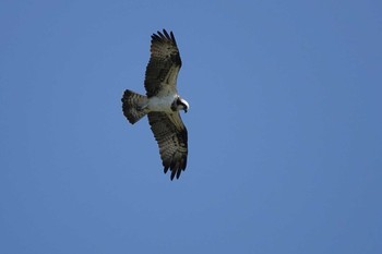 Osprey 勅使池(豊明市) Wed, 11/25/2020