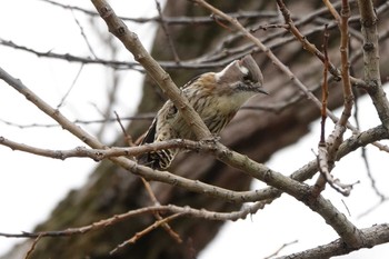Japanese Pygmy Woodpecker 勅使池(豊明市) Wed, 11/25/2020