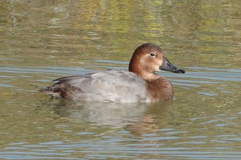 Common Pochard 勅使池(豊明市) Wed, 11/25/2020