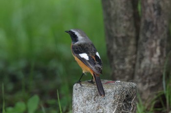 ジョウビタキ 東京港野鳥公園 2016年10月19日(水)