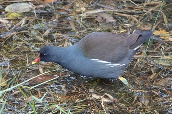 2020年11月25日(水) 勅使池(豊明市)の野鳥観察記録