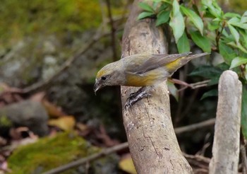 Red Crossbill 西湖 Tue, 11/24/2020