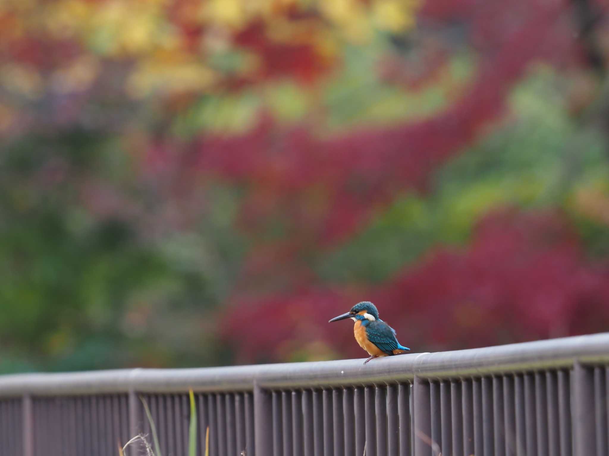 カワセミ