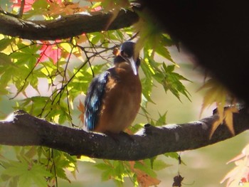 カワセミ 薬師池公園 2020年11月23日(月)