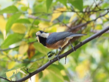 Varied Tit Machida Yakushiike Park Mon, 11/23/2020