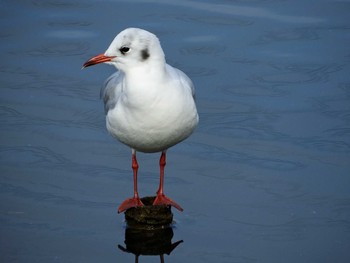 Black-headed Gull 市川市 Thu, 11/26/2020