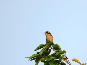 2016年10月14日(金) 葛西臨海公園の野鳥観察記録