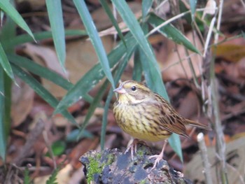 アオジ 上和田野鳥の森 2020年11月26日(木)