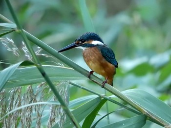 Sat, 10/15/2016 Birding report at Tokyo Port Wild Bird Park