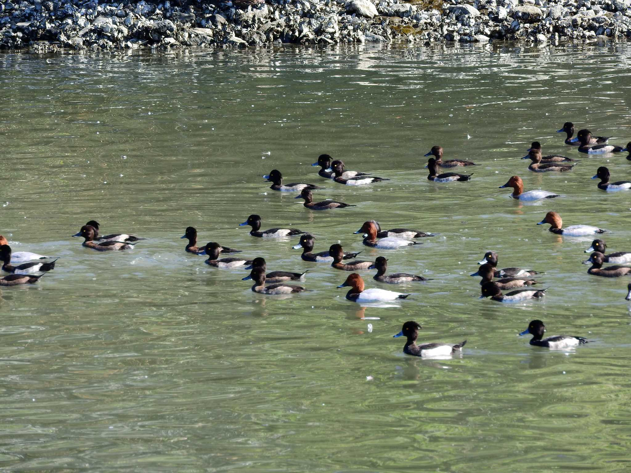 Photo of Common Pochard at Tokyo Port Wild Bird Park by とみやん