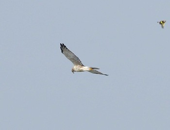 Eastern Marsh Harrier Unknown Spots Thu, 11/26/2020