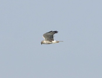 Eastern Marsh Harrier Unknown Spots Thu, 11/26/2020