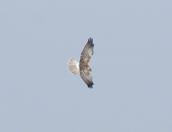 Eastern Marsh Harrier Unknown Spots Thu, 11/26/2020