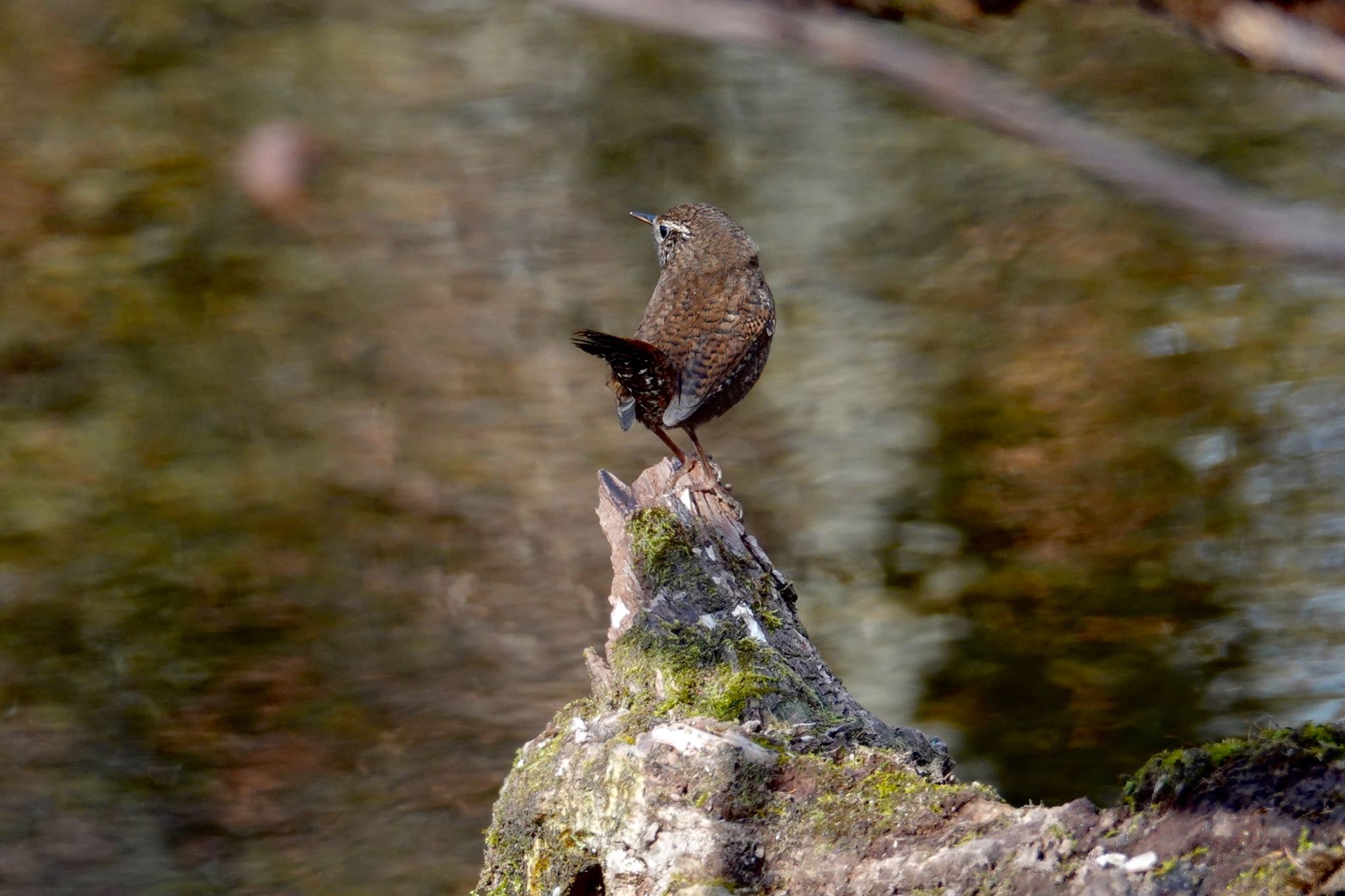 北大研究林(北海道大学苫小牧研究林) ミソサザイの写真 by のどか