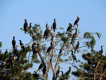 カワウ 東京港野鳥公園 2016年10月15日(土)