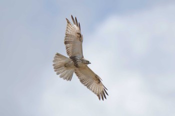 Eastern Buzzard 河北潟 Sat, 2/6/2016