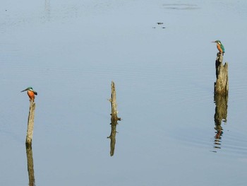 Common Kingfisher 市川市 Thu, 11/26/2020