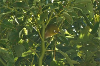 Warbling White-eye 東京都北区 Thu, 11/26/2020