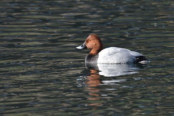 Common Pochard 西湖 Thu, 11/26/2020