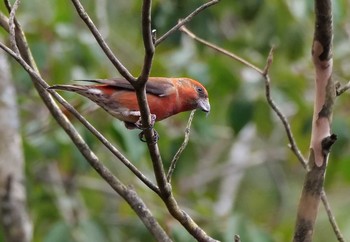 Red Crossbill 西湖 Tue, 11/24/2020