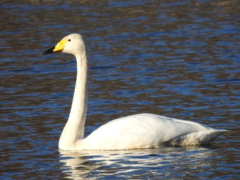 オオハクチョウ 大沼親水公園 2020年11月23日(月)