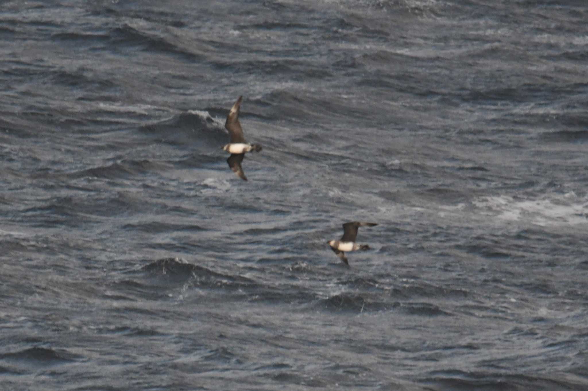 Photo of Pomarine Jaeger at 大洗-苫小牧航路 by あひる